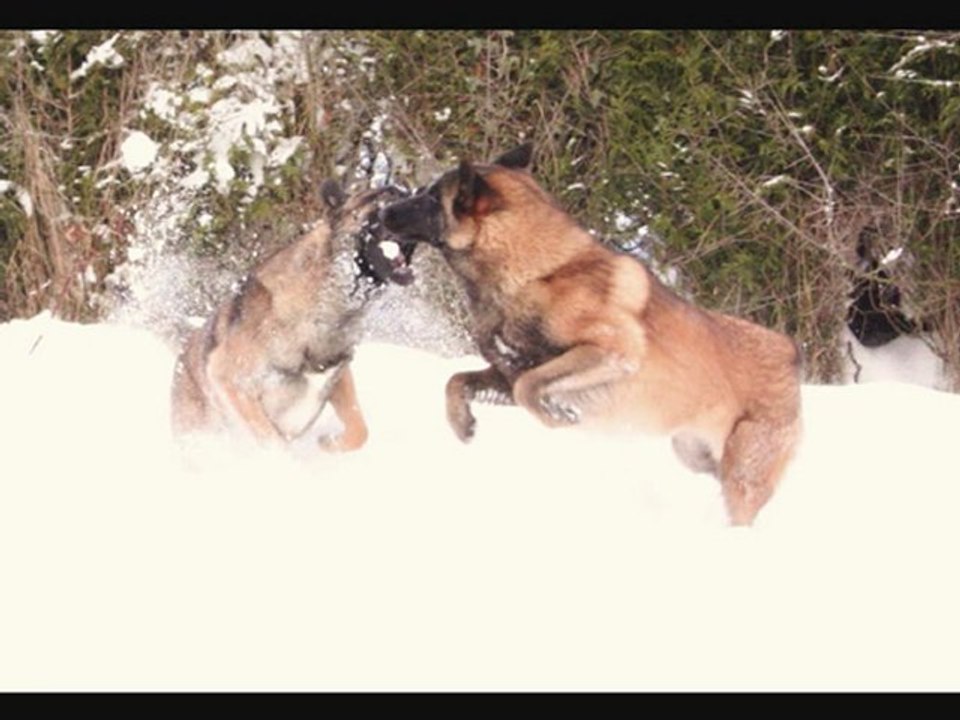 mes chiens et la neige