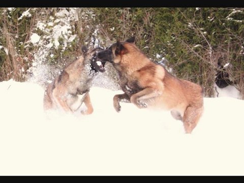mes chiens et la neige