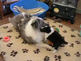 Chiots shelties mars 2010 - 2°