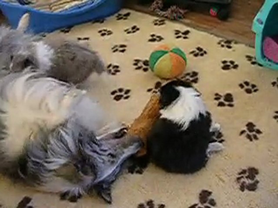 Chiots shelties mars 2010 - 3°