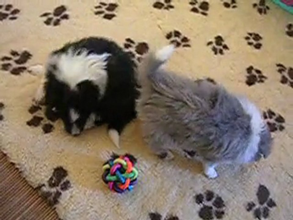 Chiots shelties mars 2010 - 4°