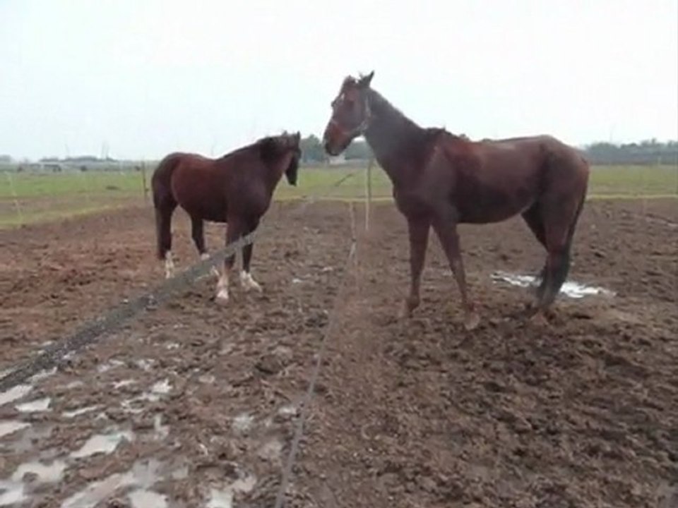 2010.01.09 Inari & Emi' paddock