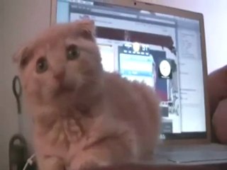 Adnan Oktar röportajı kedi