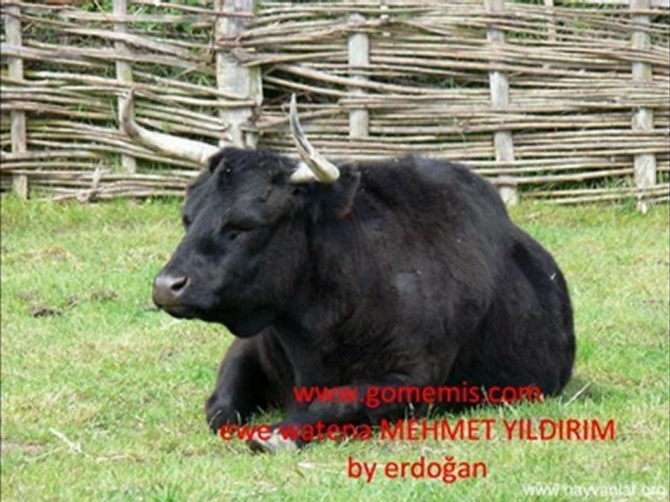 sanıka lüye
