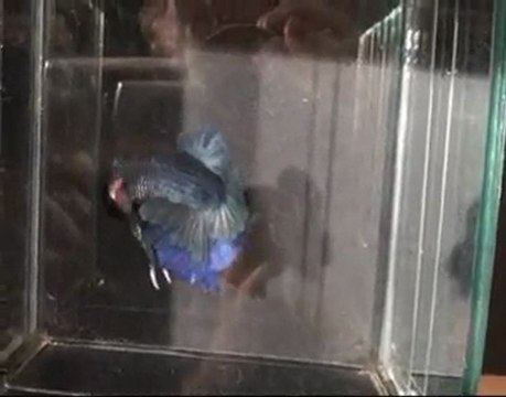 Betta splendens plakat bleu 13 03 2010.