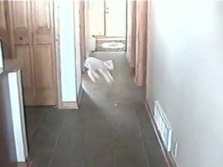 Petit agneau trop marrant