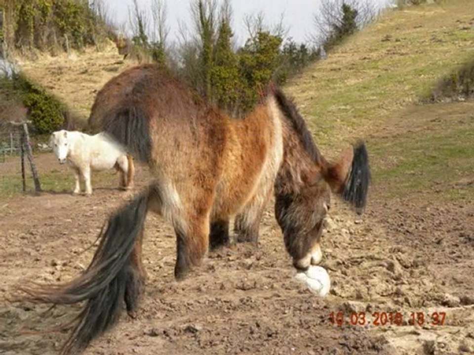 Les trois poneys de ma life !!