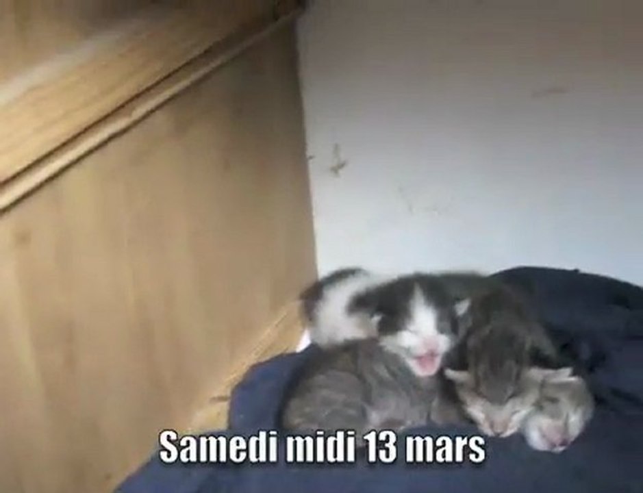 Les chatons ont une semaine ce 13/03/2010