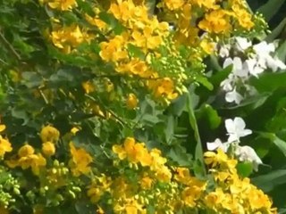 IUBIREA INFLORESTE PRIMAVARA (L'amour fleurit au printemps)