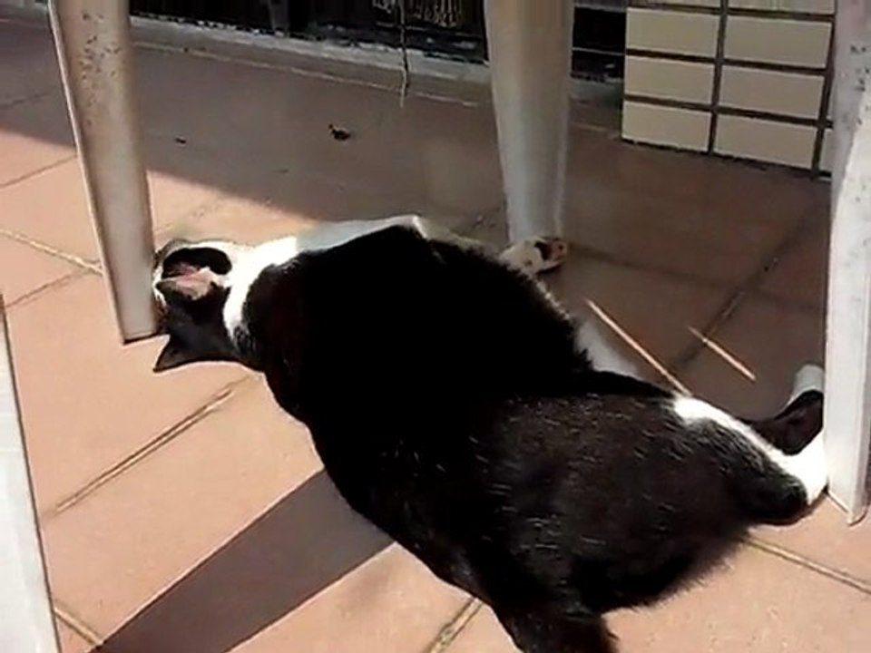 Joe adore le soleil