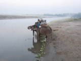 Trois éléphants s' abreuvant à l' aube à Chitwan