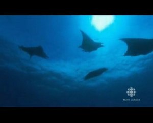 karunesh - moon temple