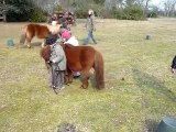 20100311 nico dresse un poney ferme pedagogique merignac