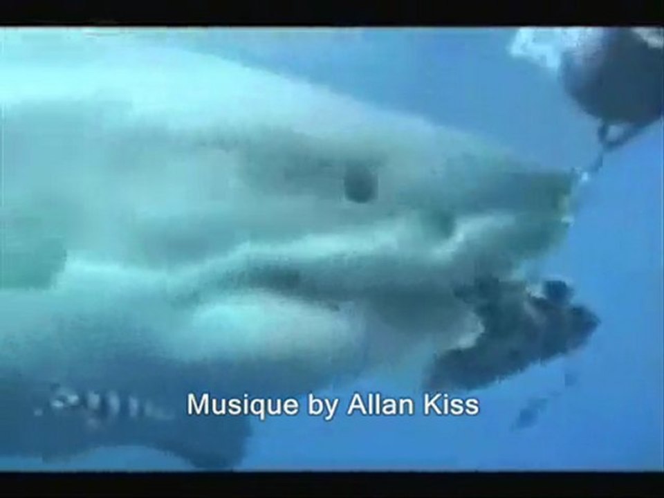 Prédator-Shark