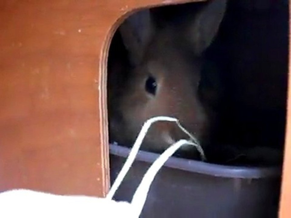 Peluche