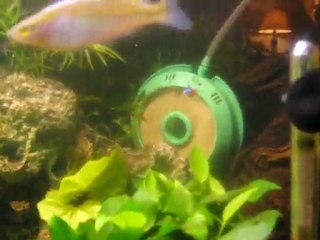 comme 1 poisson dans l eau