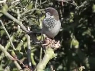 House Sparrow Passer domesticus