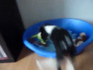 Bella petite Cavalier king charles