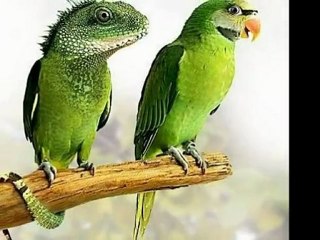 les A.G.M. (animaux génétiquement modifiés)