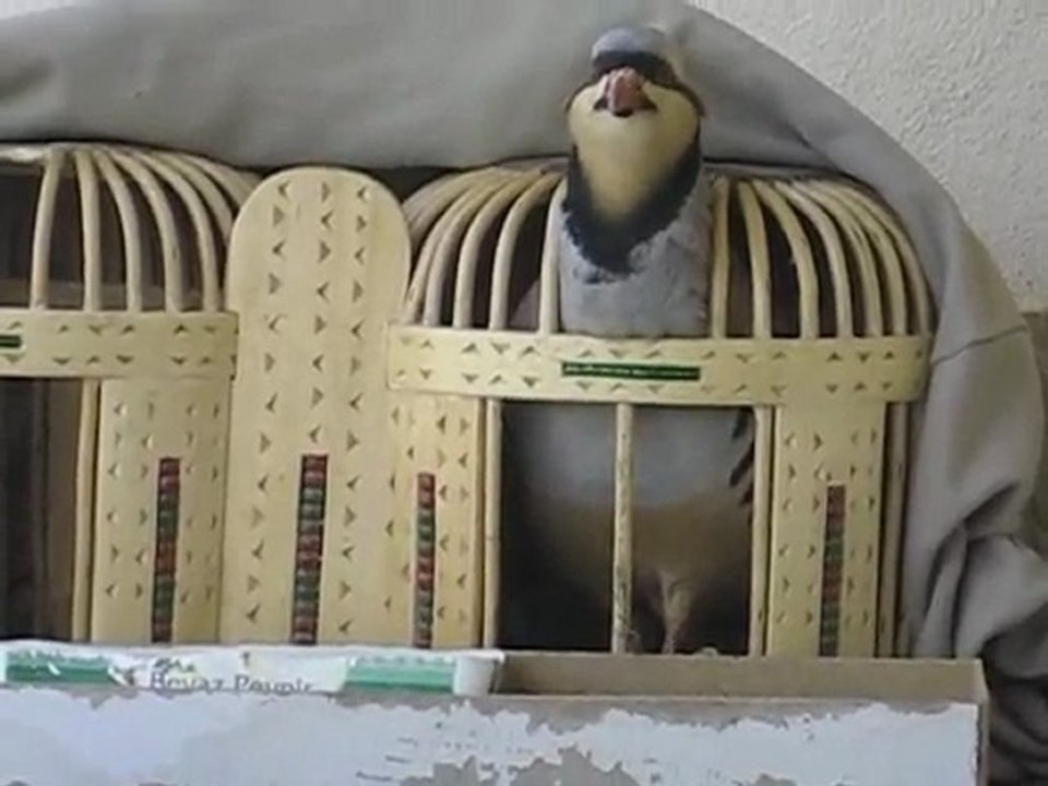 Gundè Ferxo Dersim-Mazgirt-Karakoçan Murat Ates