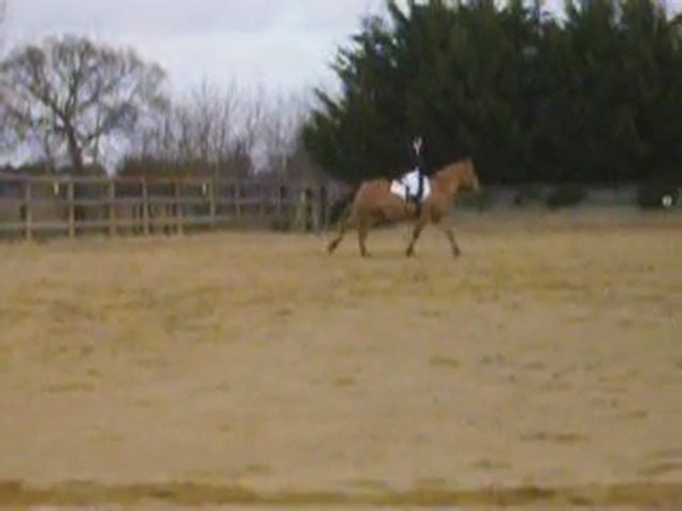 Paulo_club3dressage