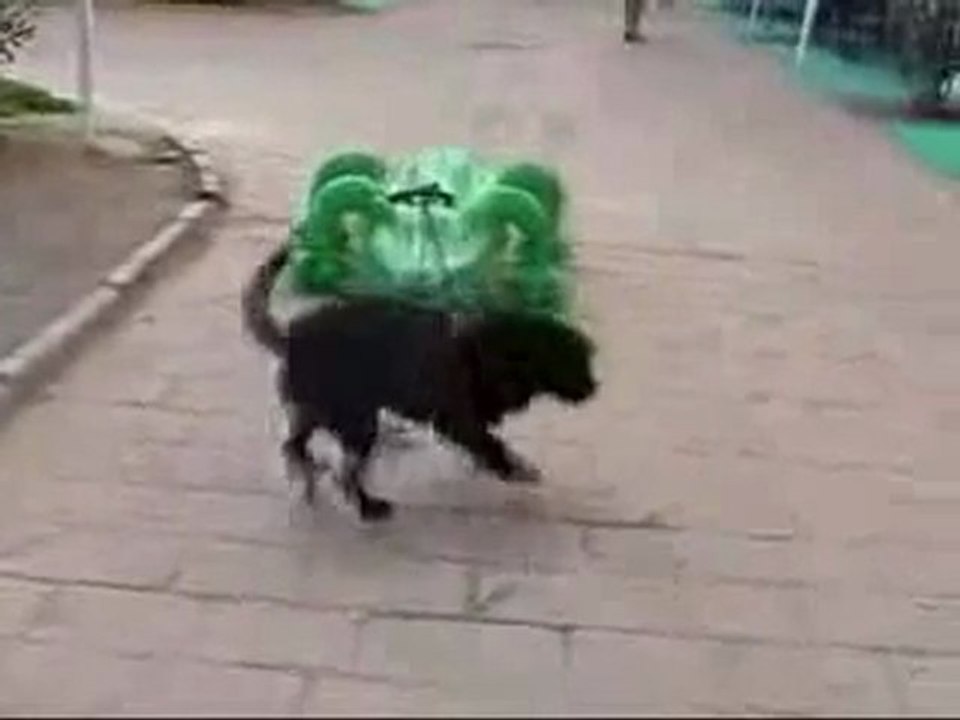 Le chien de régis vs alligator