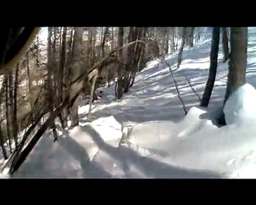 Auron : dans les arbres...