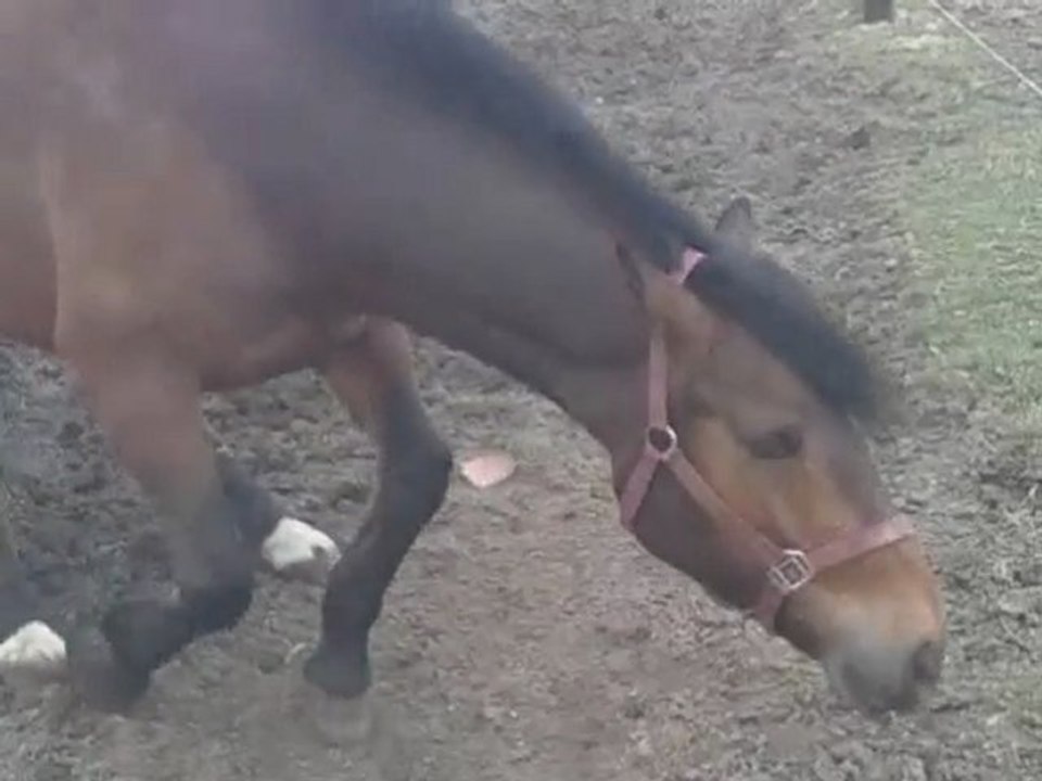 journée prairie pour balou apres du bon travail