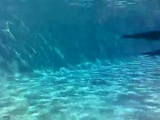 Safari Toulouse Otaries en Famille