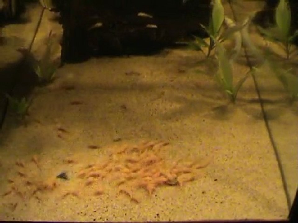 Une centaine d'Ancistrus gold vs une pastille de nourriture