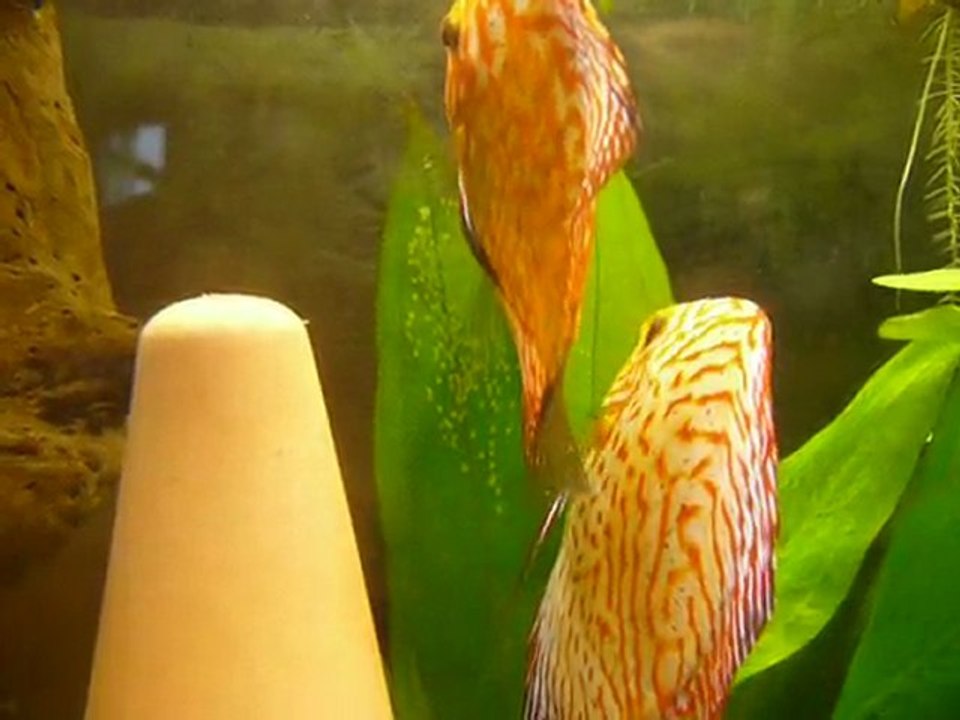 ponte discus