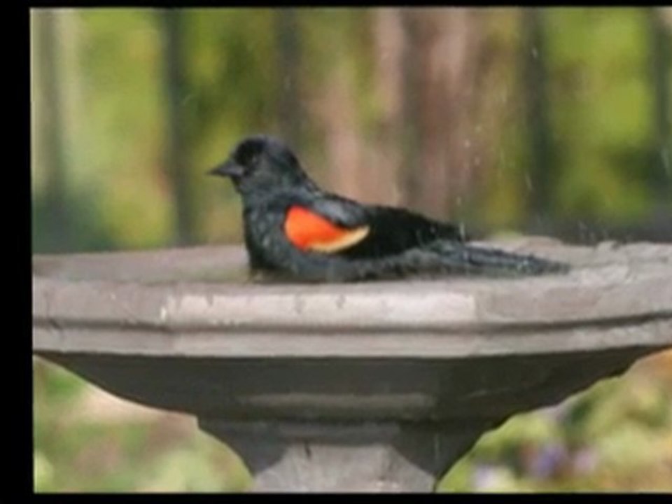 Nikon Monarch 8x42 ATB Binoculars