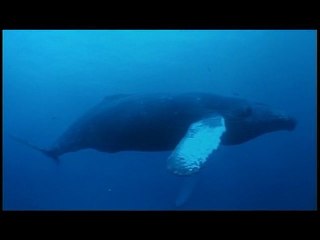 LE CHANT DES BALEINES