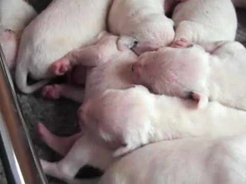 14 mars : les chiots ont huit jours