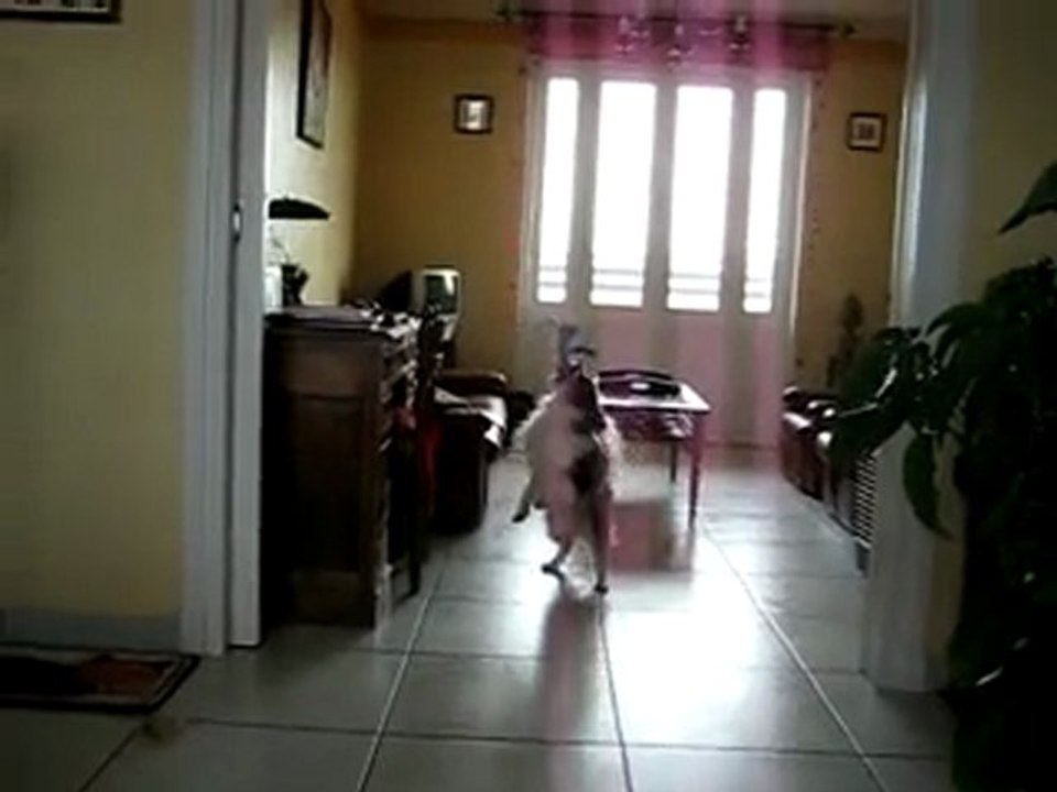 Kiba et son Wubba