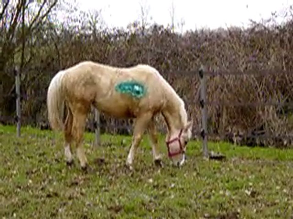 MOV06289 Vinaya au pré avec son bobos