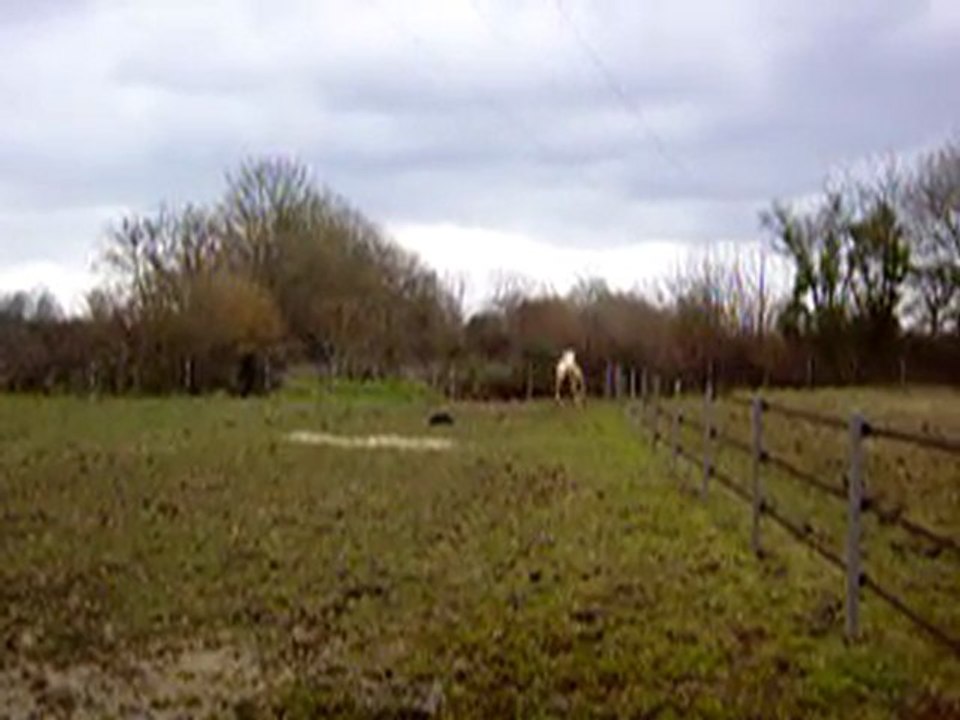 MOV06296 vinaya en convalescance au  pré mais qui galope