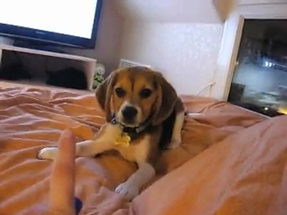 Mon chien veut choper le labello