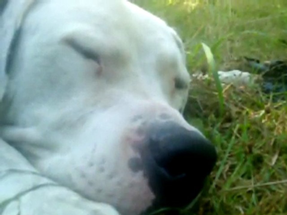 ROSKO chez  ses  maitres!