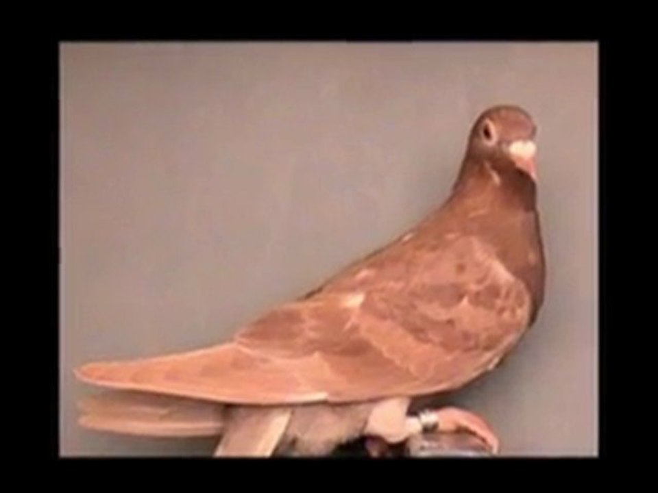 Pigeon Pals Racing Club Daily Results 236