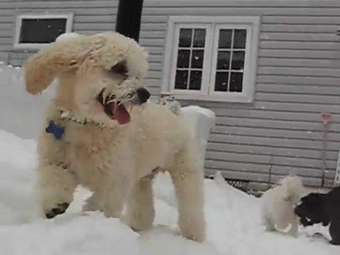 ⁣The Doggie Nanny - Suffolk County Dog Boarding -Feb 2010