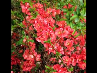 Penfield NY Homes For Sale - Tip #1 on getting yours ready!