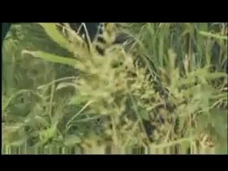 Alexander Rybak-Roll The Wind