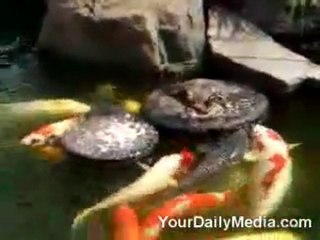 Yardımsever ördek..