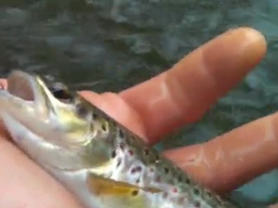 Pêche à la mouche sur la Bruche