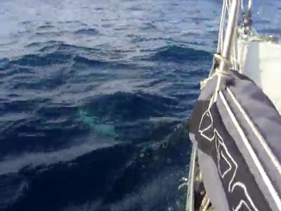 Dauphins entre le Maroc et les Canaries