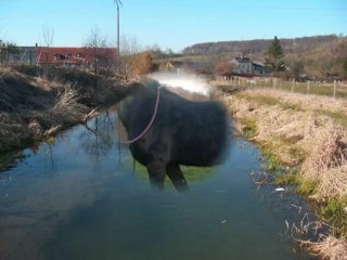 présentation élevage de galicias