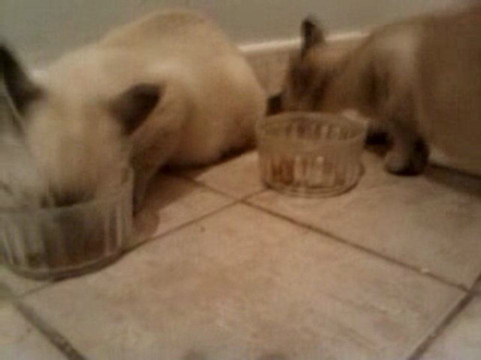 CHATS QUI ONT FAIM - MIAULENT