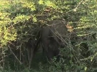 greentravelguides.tv Sri Lankan Rainforests