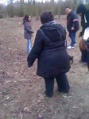 jeune berger allemand, shiba et carlin